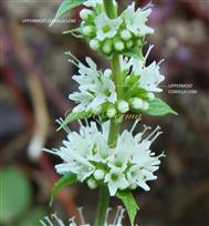  Verticillasters with flowers